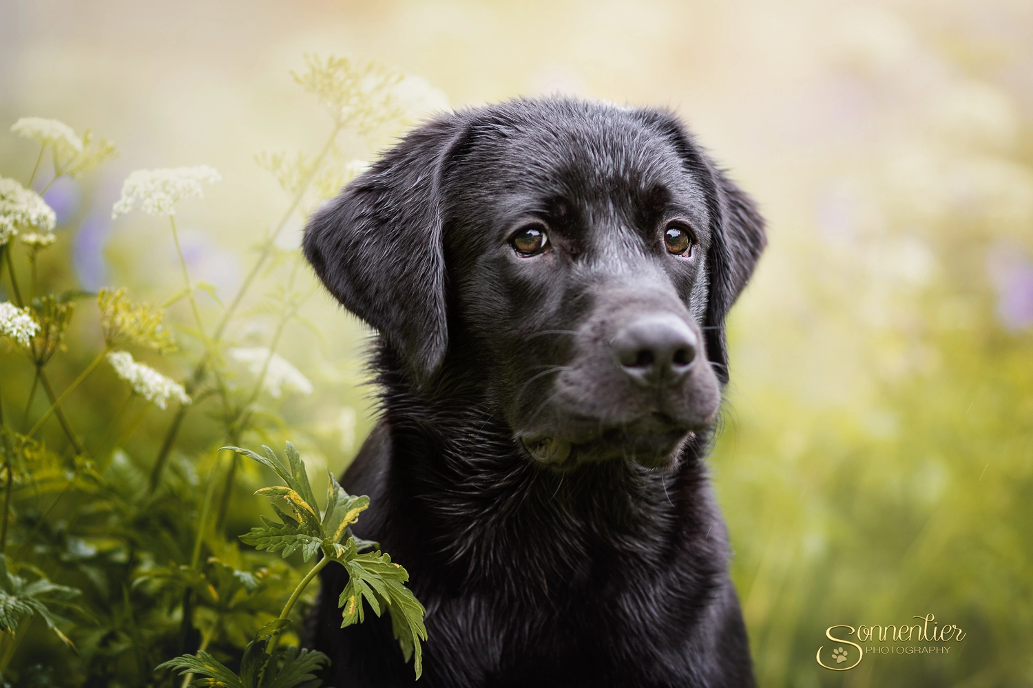 Canon EOS 7D Mark II + Canon EF 135mm F2L USM sample photo. "this is my best side?" photography