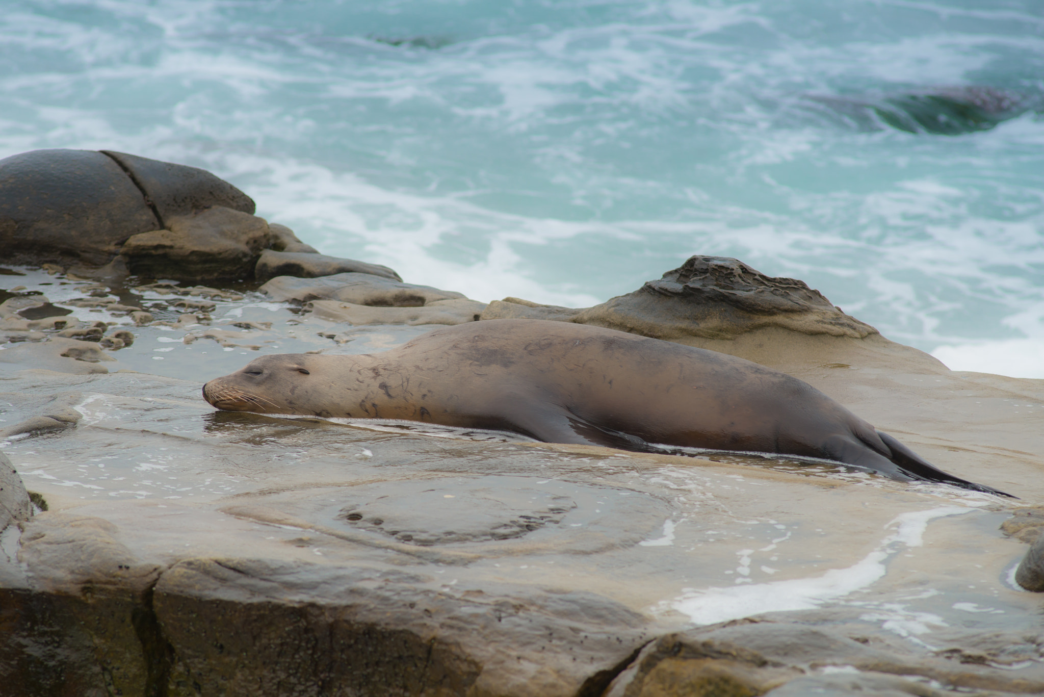 Nikon D800E + Nikon AF Nikkor 180mm F2.8D ED-IF sample photo. La jolla photography