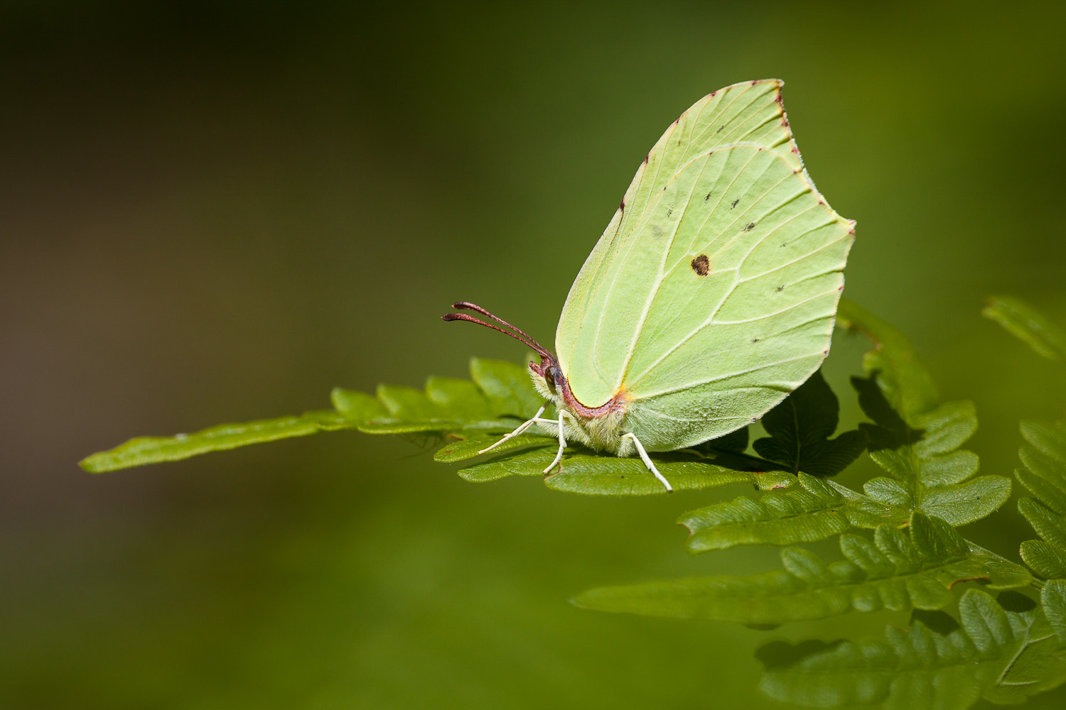 Canon EF 180mm F3.5L Macro USM sample photo. Gonepteryx rhamni photography