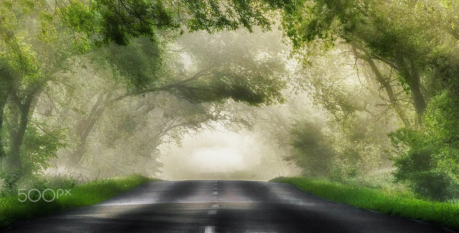 Sony Alpha DSLR-A580 sample photo. Morning in the foggy road photography