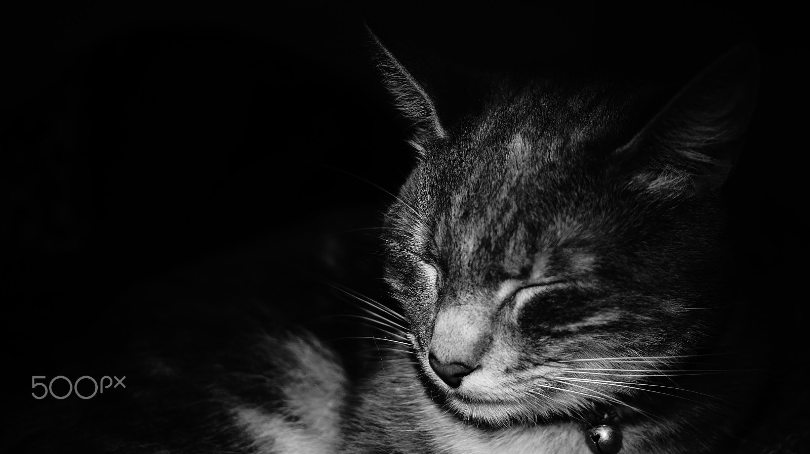 Sony SLT-A58 sample photo. Sleeping cat photography
