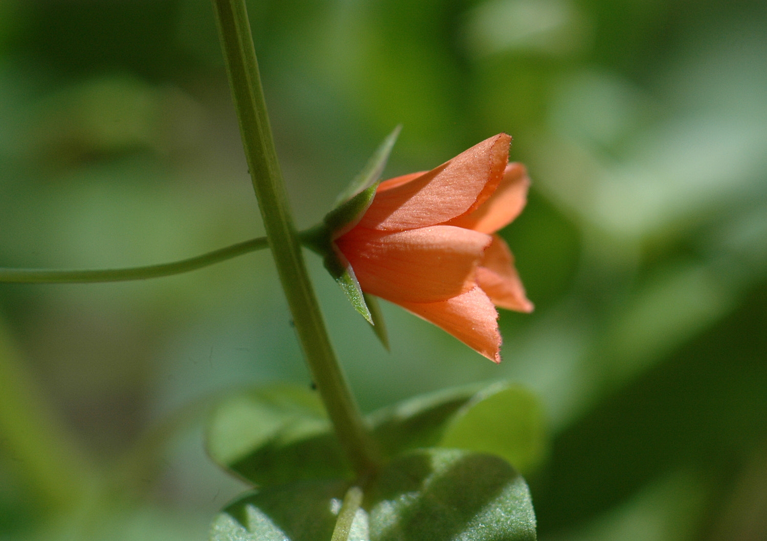 Sigma Macro 90mm F2.8 sample photo. A photography