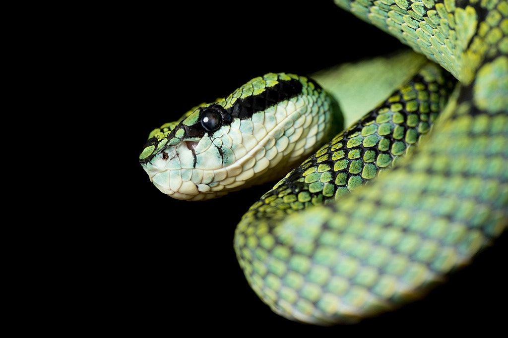 Nikon D4 sample photo. Trimeresurus trigonocephalus photography