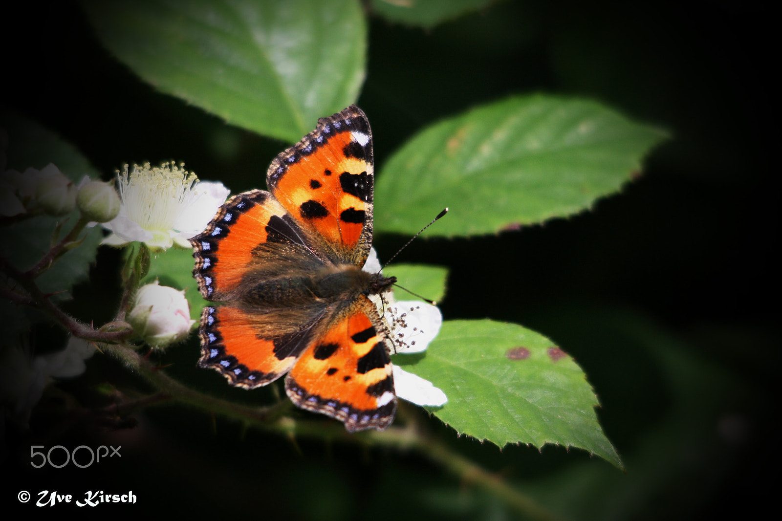 Sigma 150-500mm F5-6.3 DG OS HSM sample photo. Small tortoiseshell photography