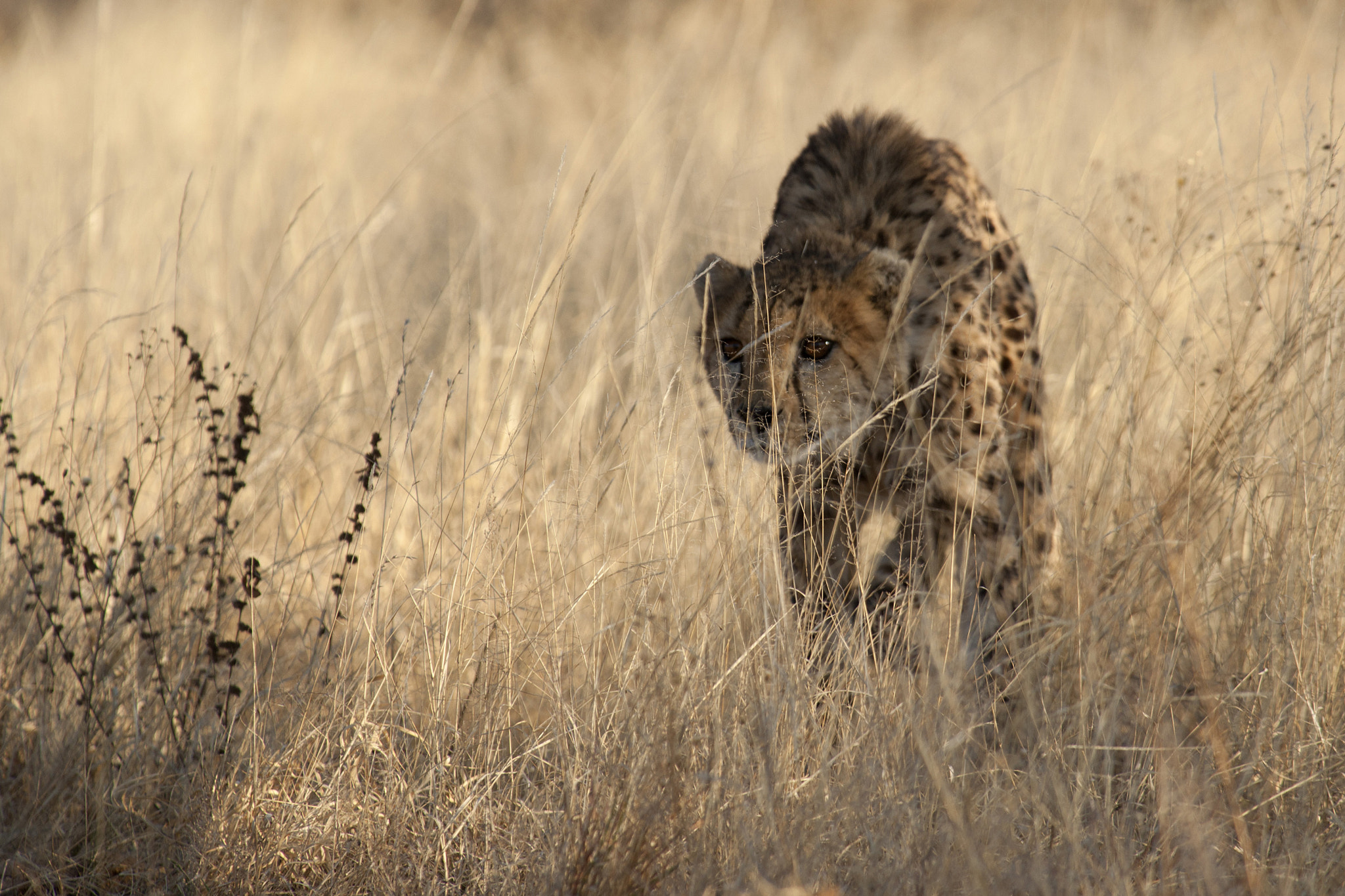 Sony Alpha DSLR-A900 + Minolta/Sony AF 70-200mm F2.8 G sample photo. Cheeta - namibia photography