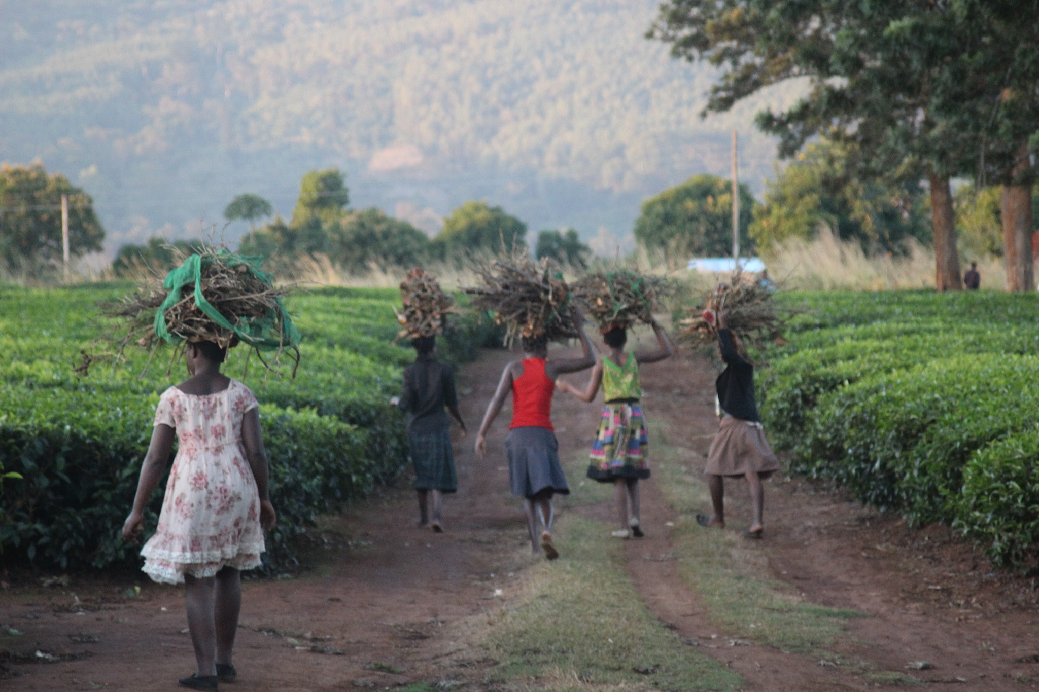 Canon EF 35-105mm f/3.5-4.5 sample photo. Day's end and leaving the fields. mulanje, malawi. photography