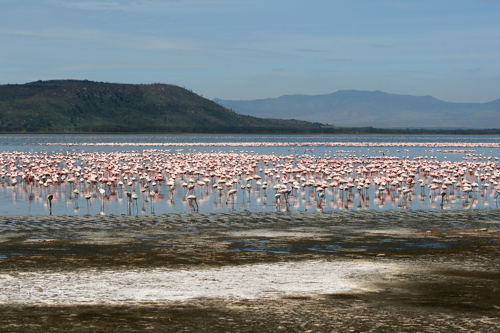 Canon EF 70-300mm F4-5.6 IS USM sample photo. Flamingos in africa photography