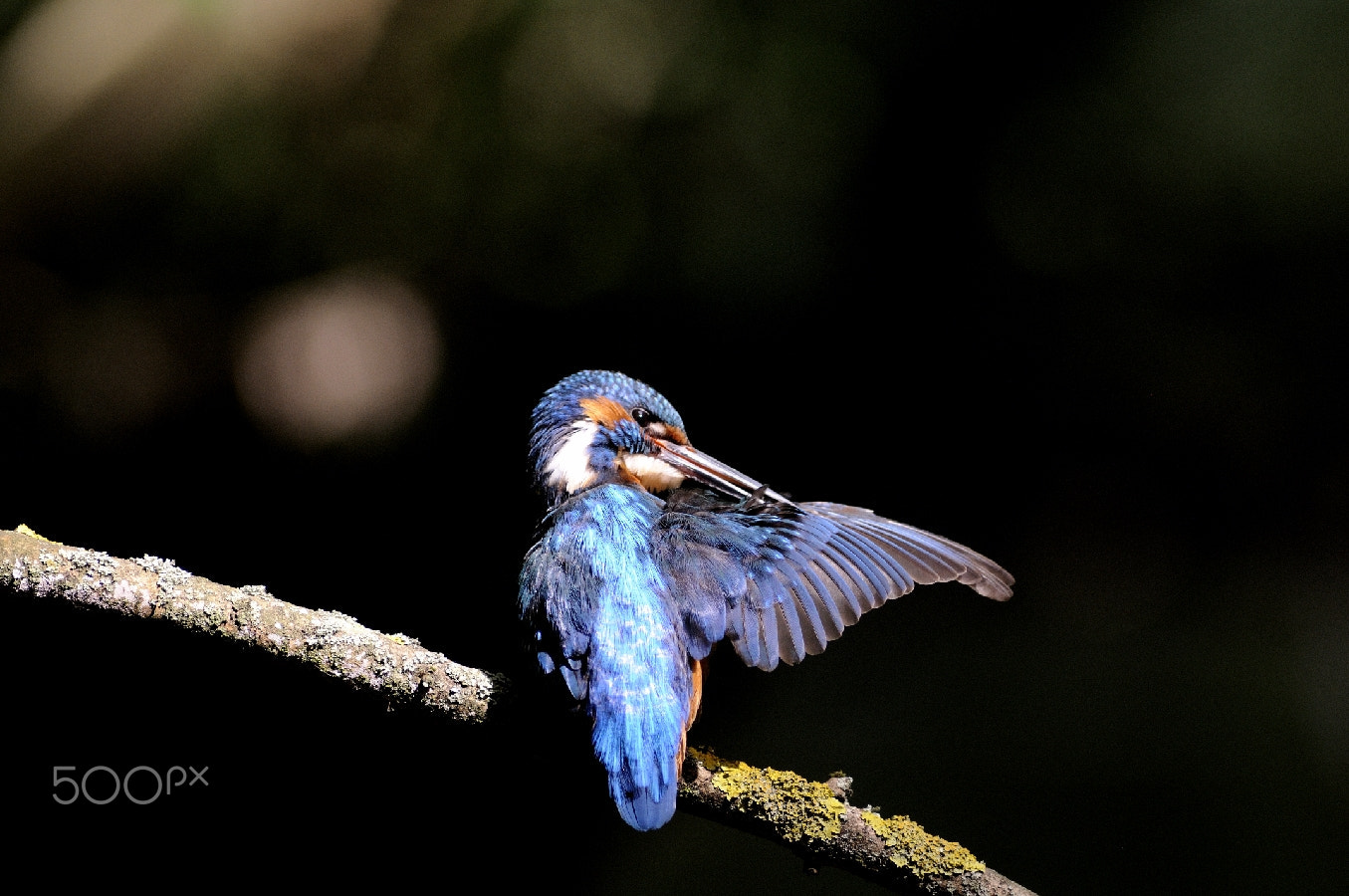 Nikon D300 + Nikon AF Nikkor 180mm F2.8D ED-IF sample photo. Beautiful wing... photography