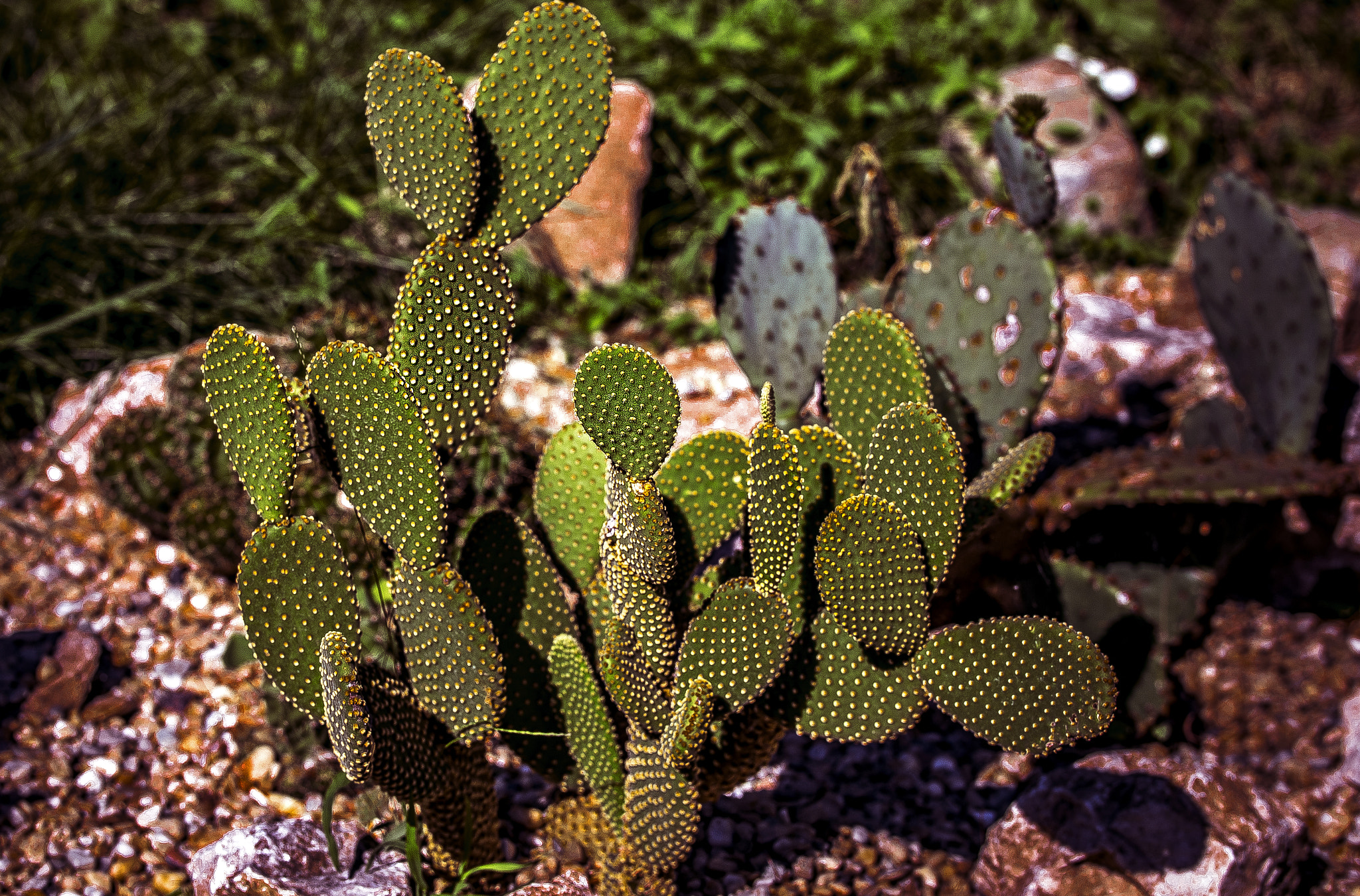 Nikon D7200 + Sigma 50-100mm F1.8 DC HSM Art sample photo. Vacts! photography