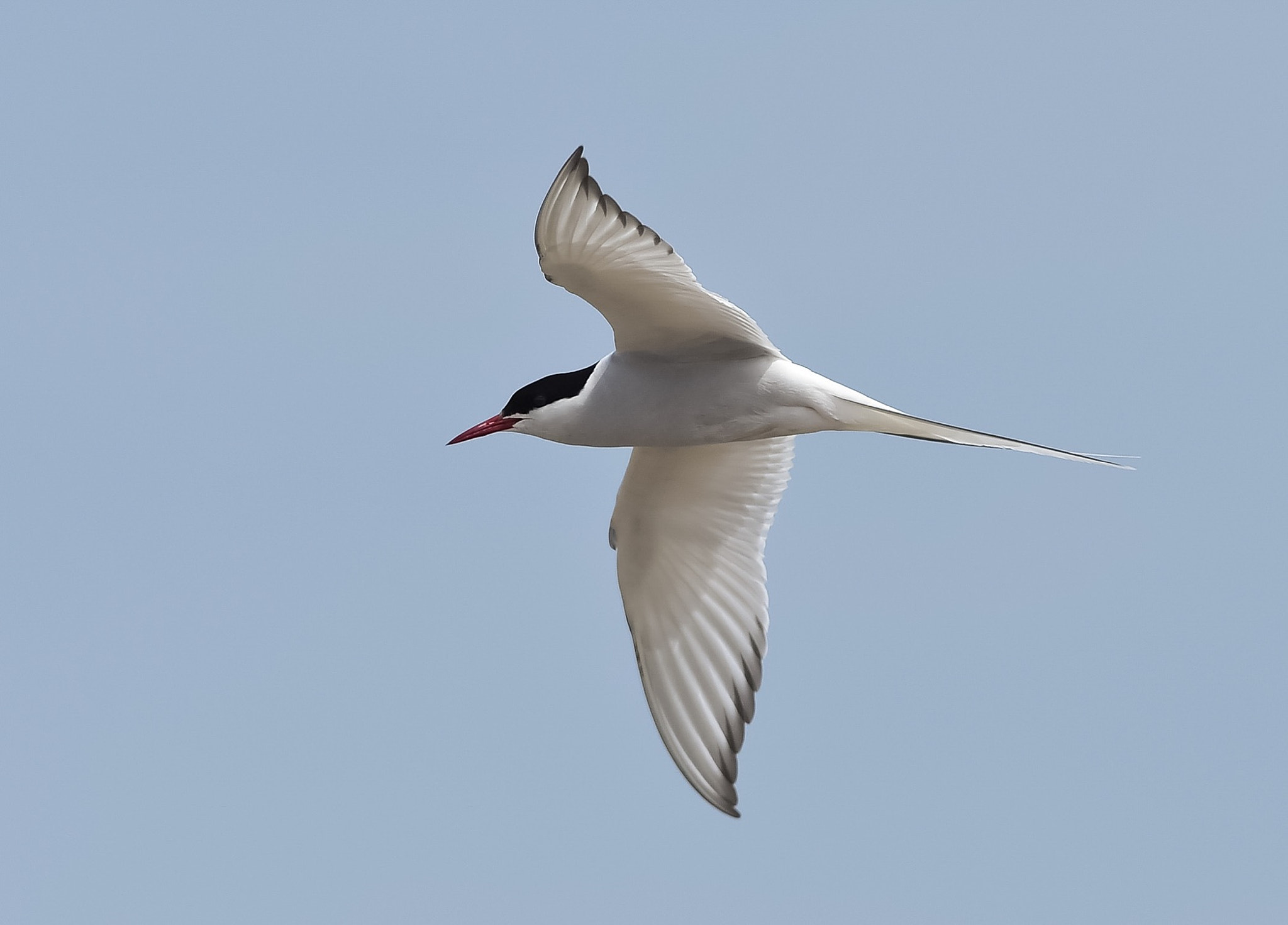 Nikon AF-S Nikkor 300mm F2.8G ED VR II sample photo. Arctic tern. photography