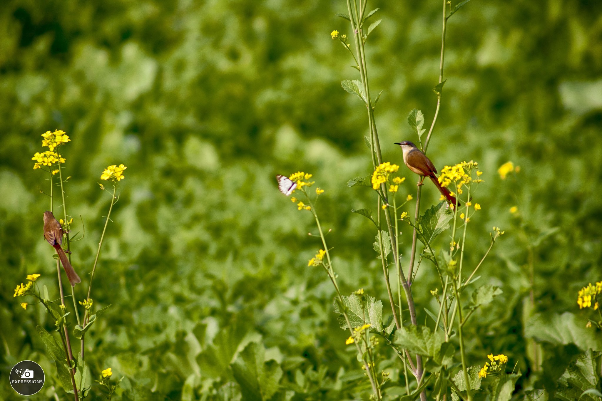 Canon EF 100-300mm F4.5-5.6 USM sample photo. Peaceful co existence photography