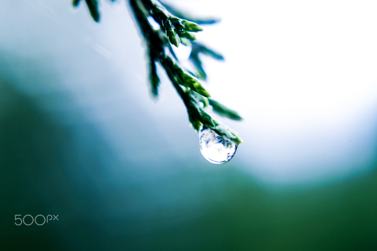 Canon EOS 700D (EOS Rebel T5i / EOS Kiss X7i) + Canon EF 50mm F1.8 II sample photo. Sparkling beauty !!! photography