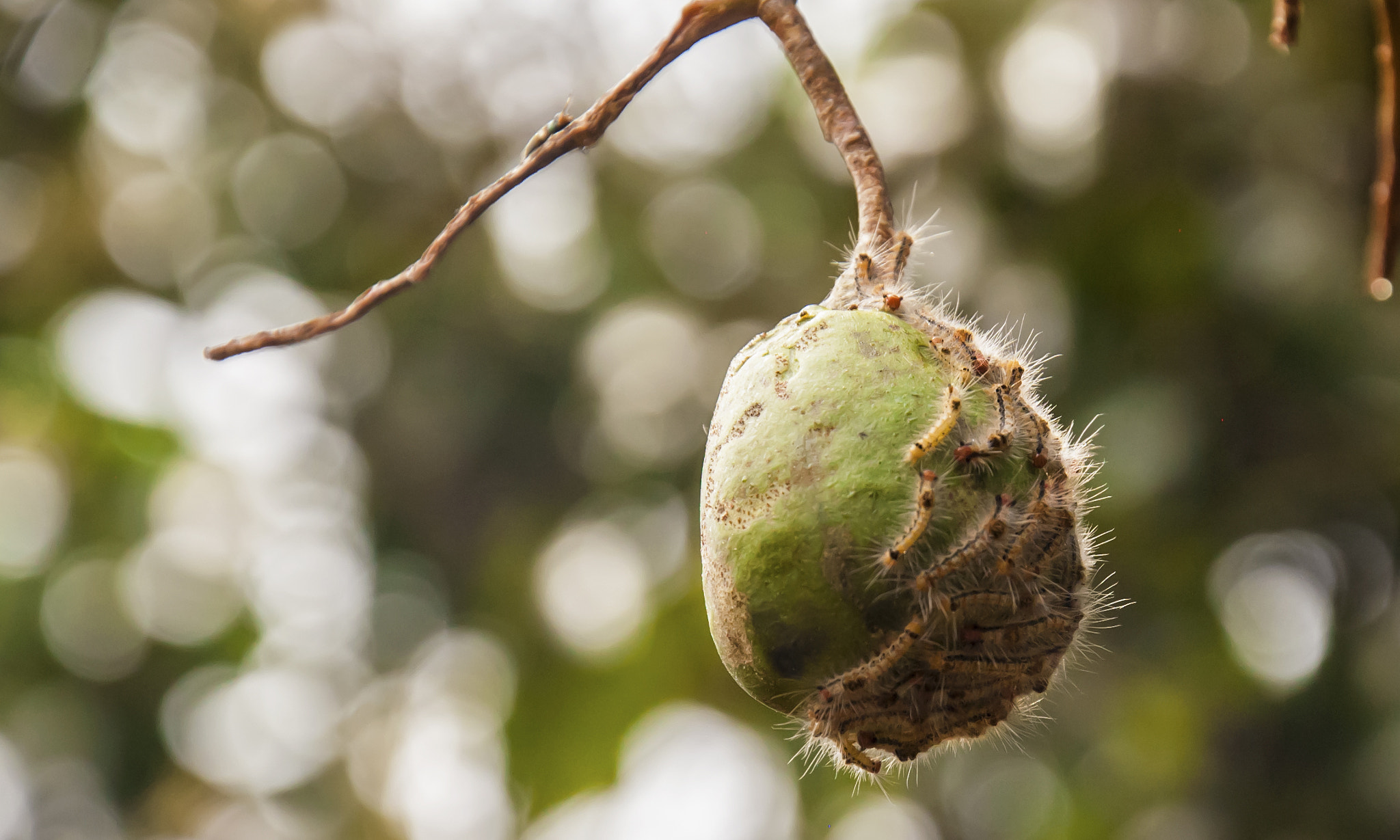 Nikon D50 sample photo. Waiting to fly photography