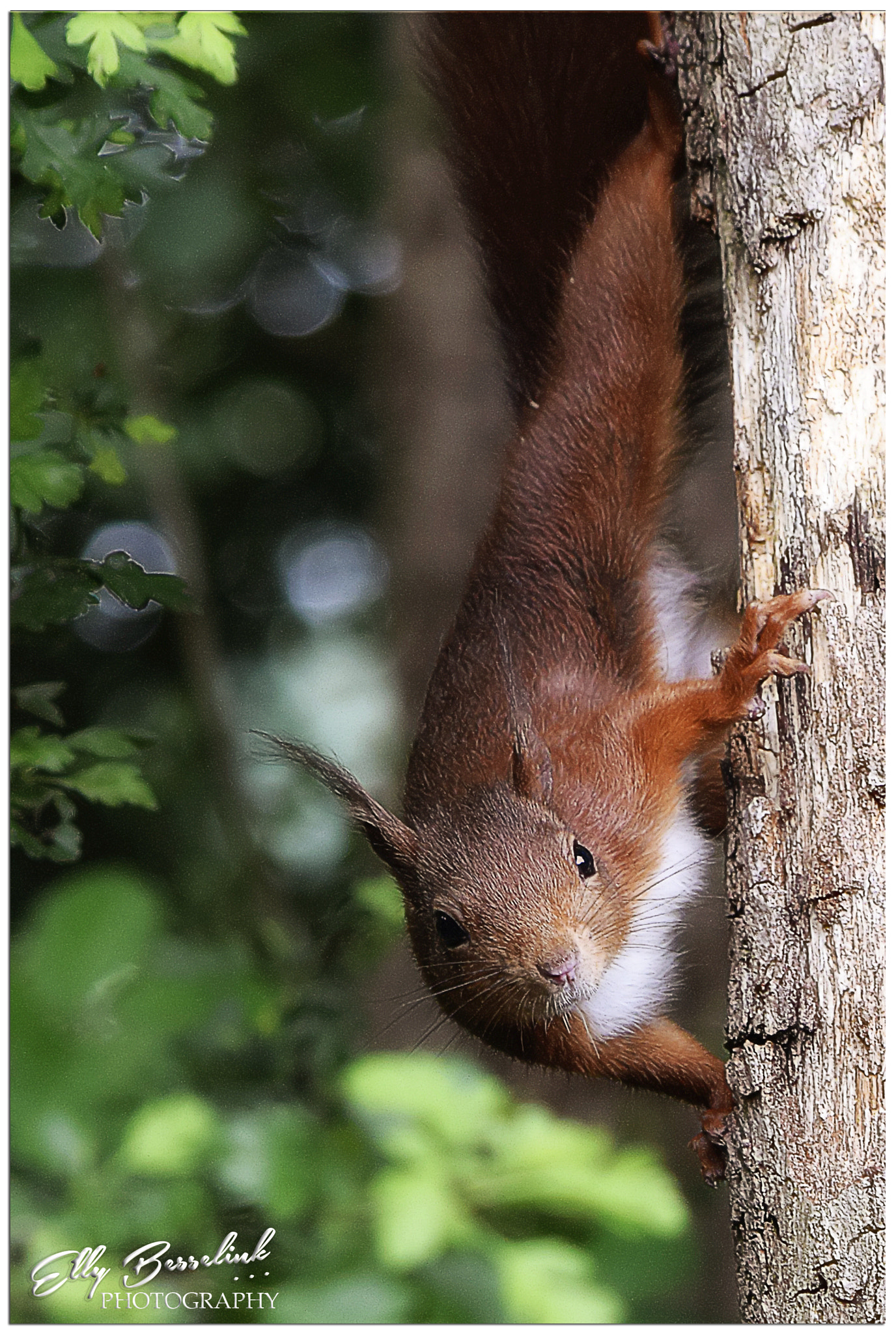 Sigma 150-500mm F5-6.3 DG OS HSM sample photo. Like an acrobat photography