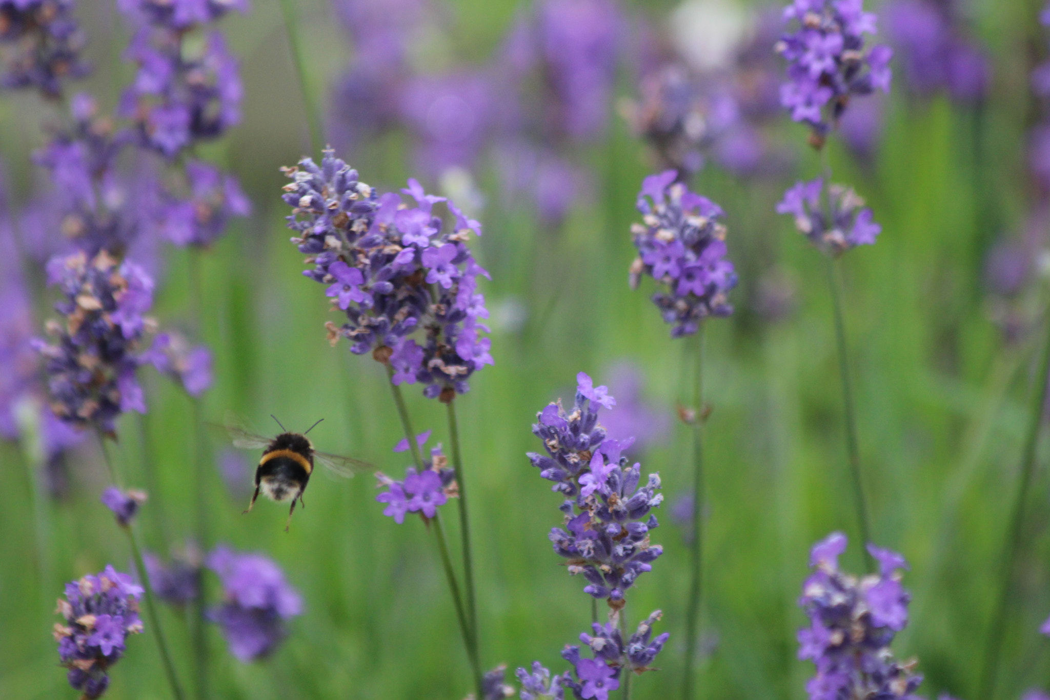 Canon EF 70-300mm F4-5.6 IS USM sample photo. English summer garden waiting for the bees! photography