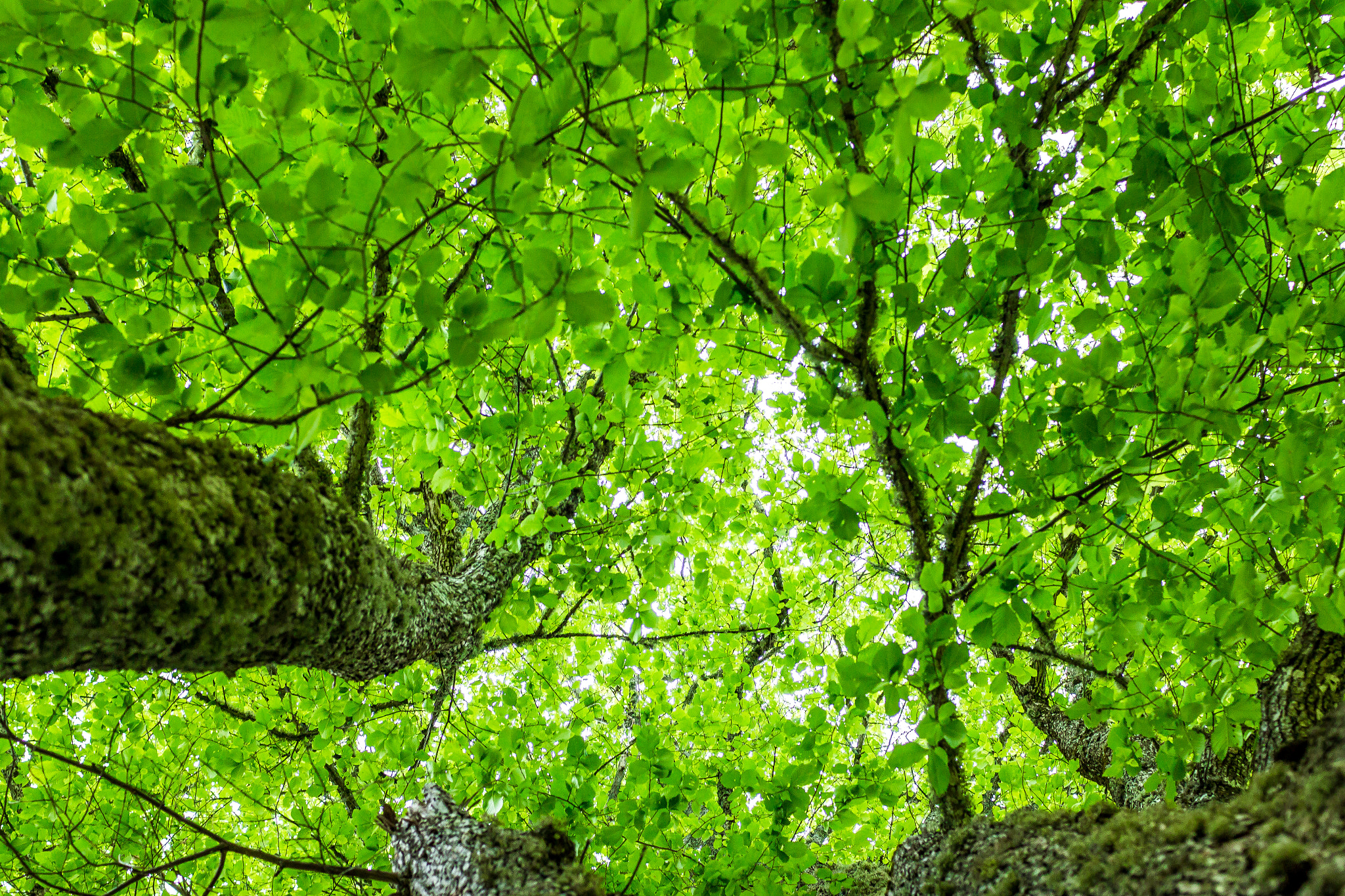 Canon EOS 70D + Canon EF 35mm F1.4L USM sample photo. A lovely green light in tree branches photography
