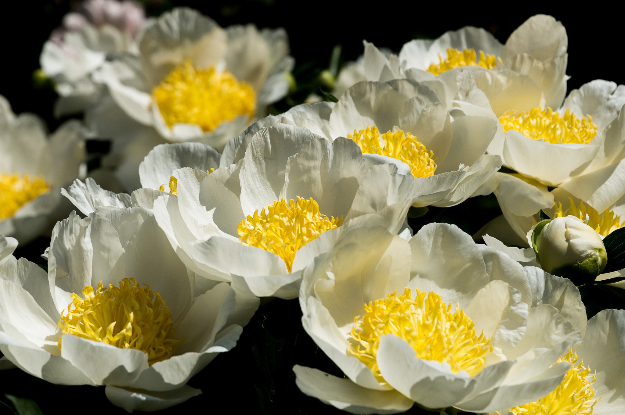 Tamron 18-270mm F3.5-6.3 Di II PZD sample photo. Summer messengers i photography