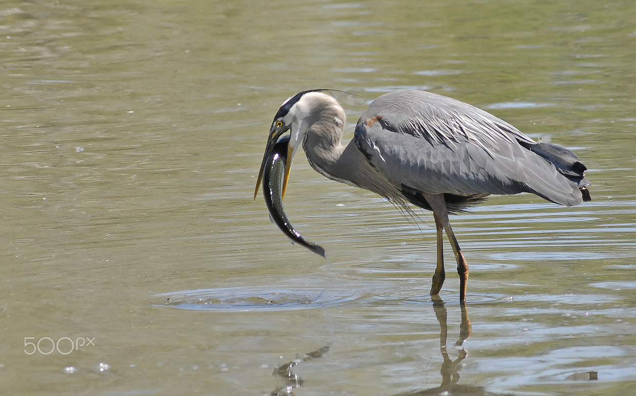 Nikon AF-Nikkor 80-200mm F2.8D ED sample photo. Dinning at the lake photography