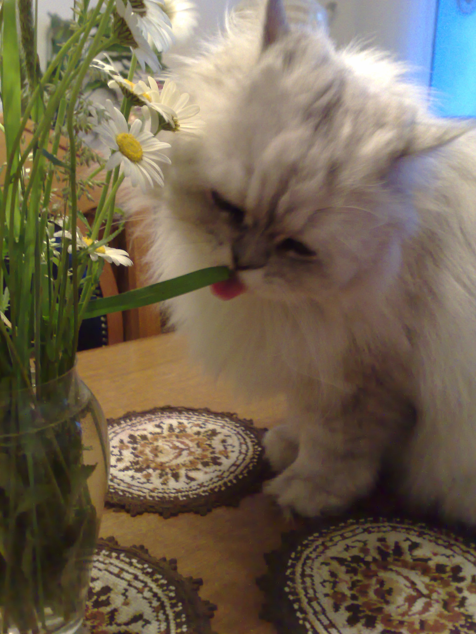 Nokia N95 sample photo. 270520115158.jpg photography