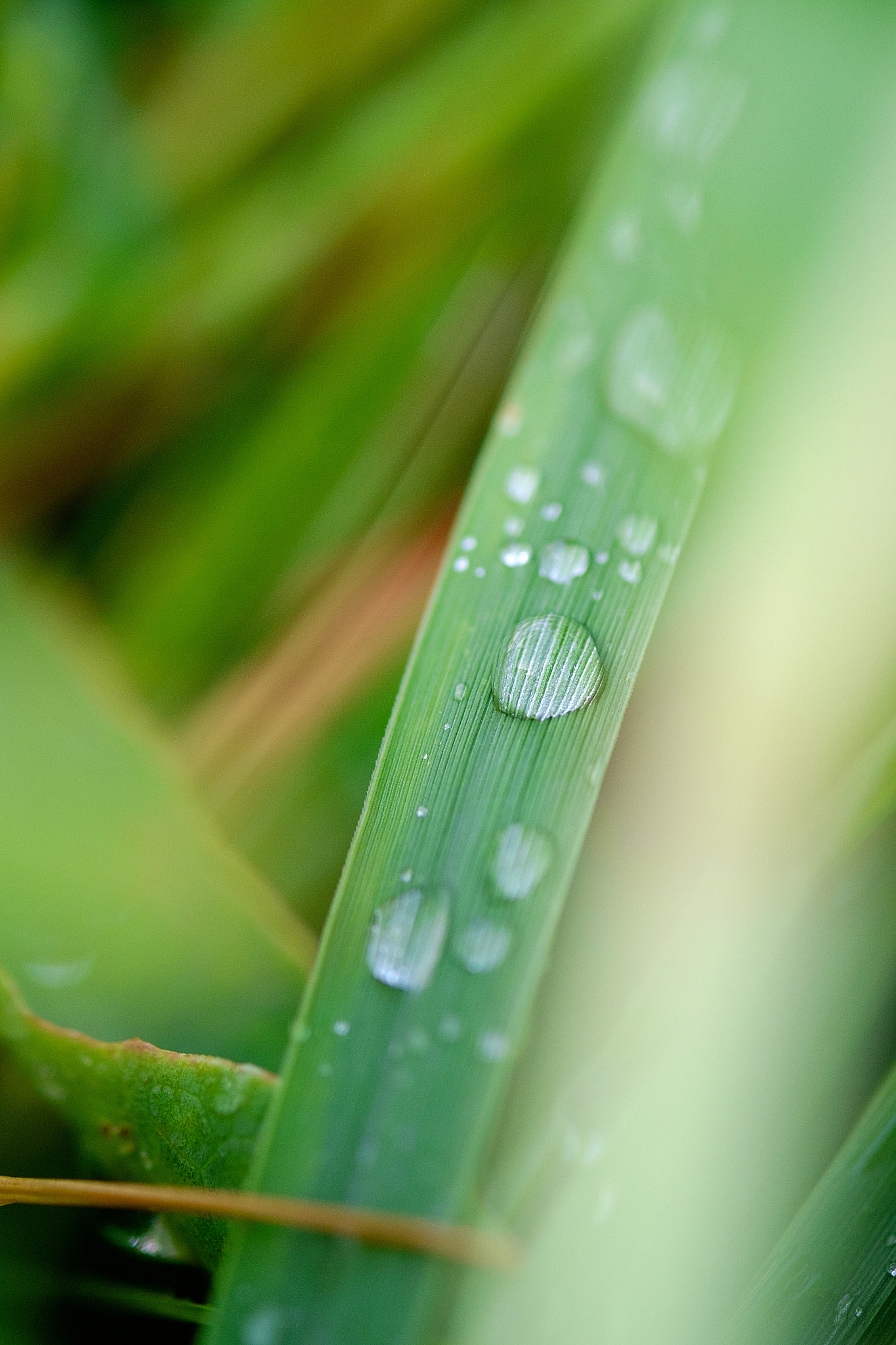 Fujifilm X-Pro1 + Fujifilm XF 60mm F2.4 R Macro sample photo
