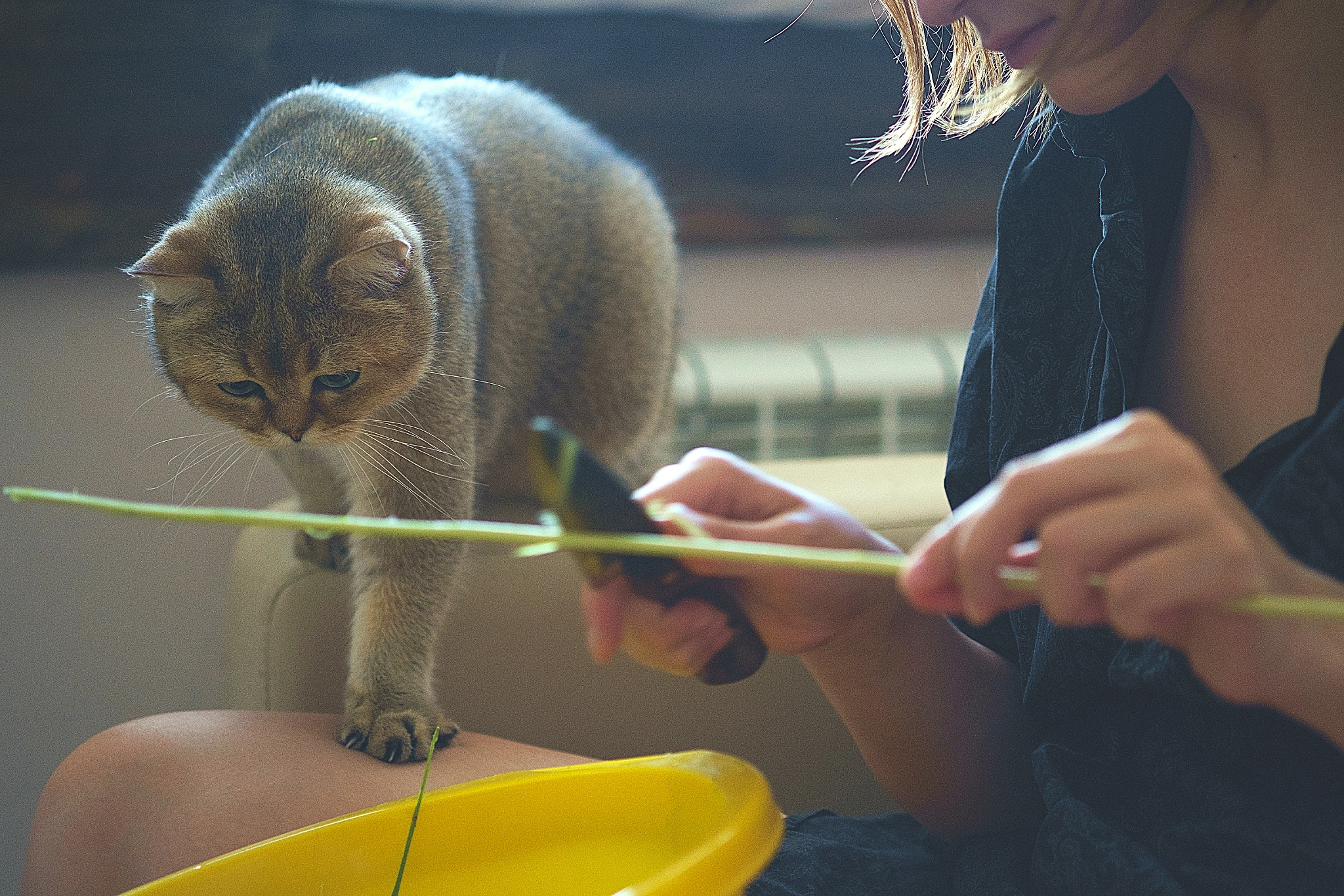 Fujifilm X-Pro1 + Fujifilm XF 60mm F2.4 R Macro sample photo. Pepper the cat photography