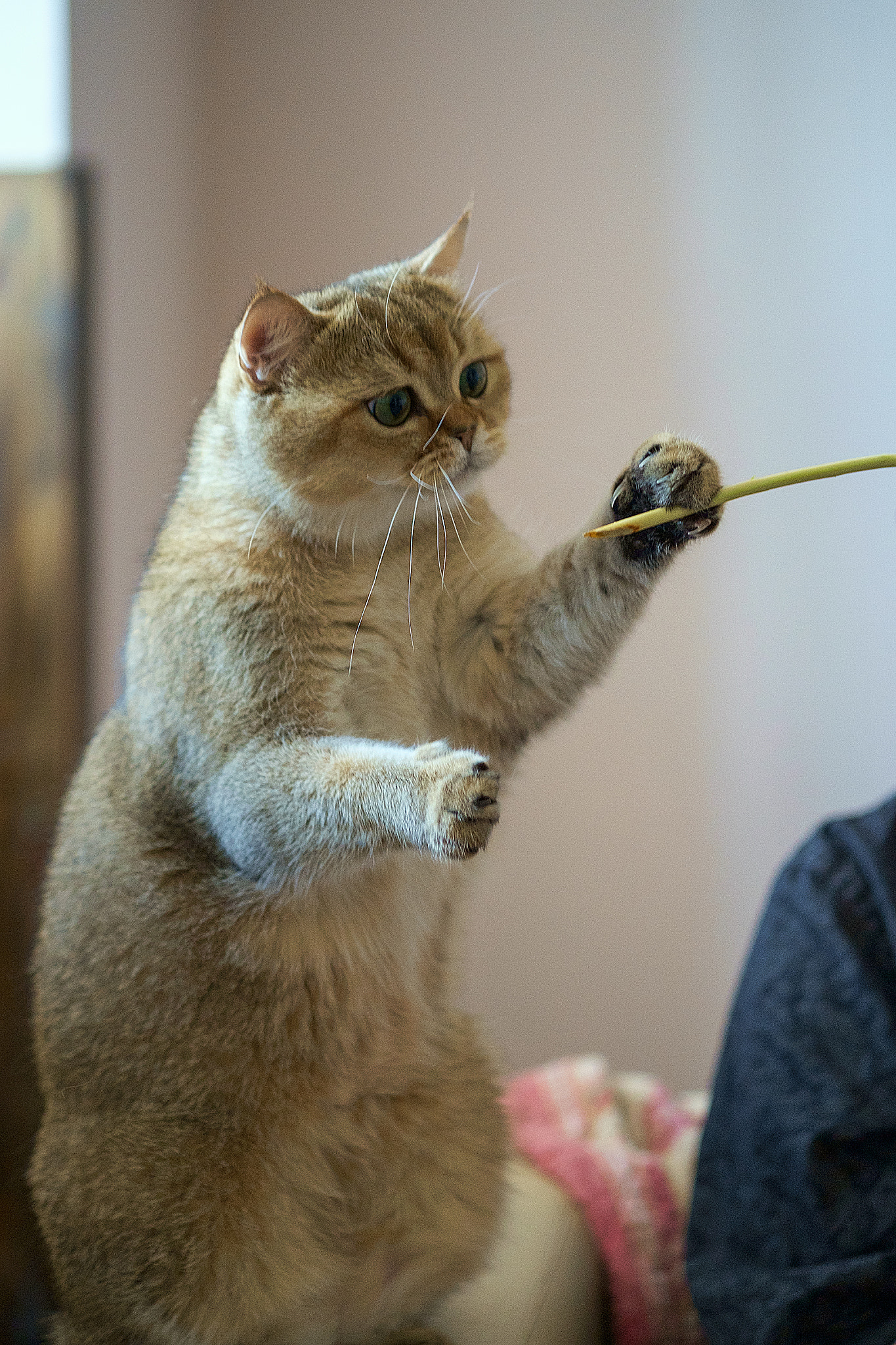 Fujifilm X-Pro1 + Fujifilm XF 60mm F2.4 R Macro sample photo. Pepper the cat photography