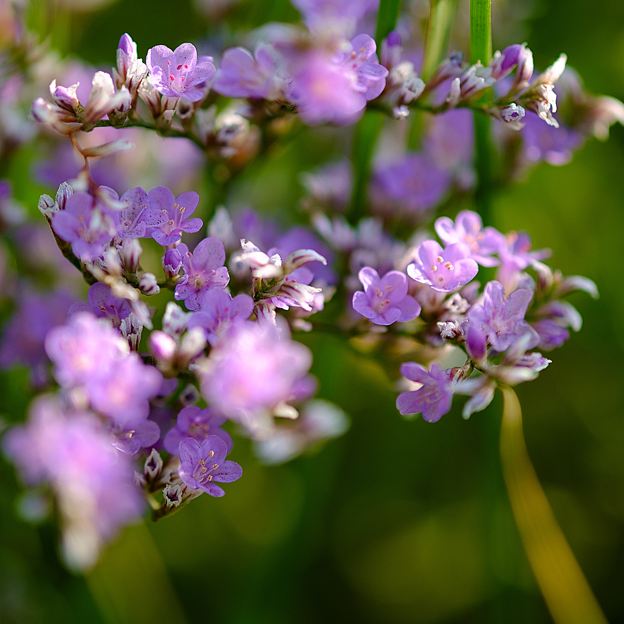 Fujifilm X-Pro1 + Fujifilm XF 60mm F2.4 R Macro sample photo