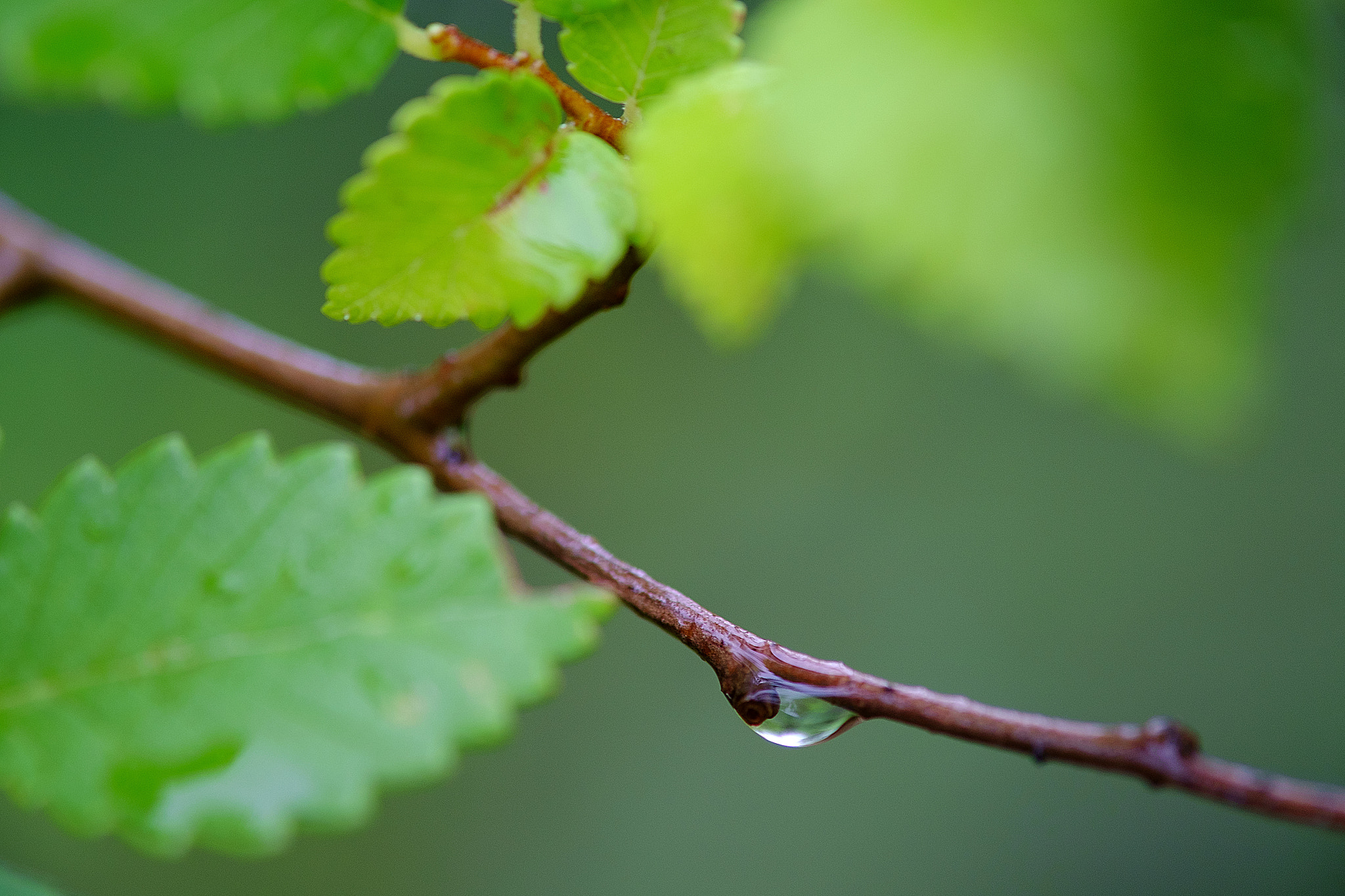 Fujifilm X-Pro1 + Fujifilm XF 60mm F2.4 R Macro sample photo