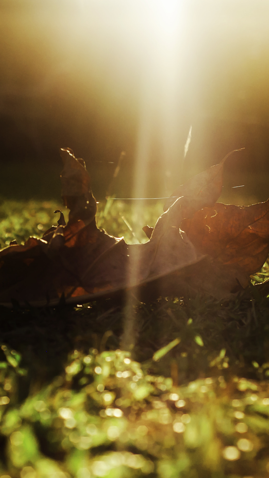 Nikon D50 + AF Nikkor 50mm f/1.8 N sample photo. Dying leaf photography