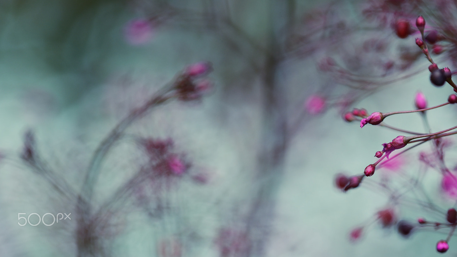 Nikon D7100 + Nikon AF Micro-Nikkor 200mm F4D ED-IF sample photo. Talinum paniculatum photography