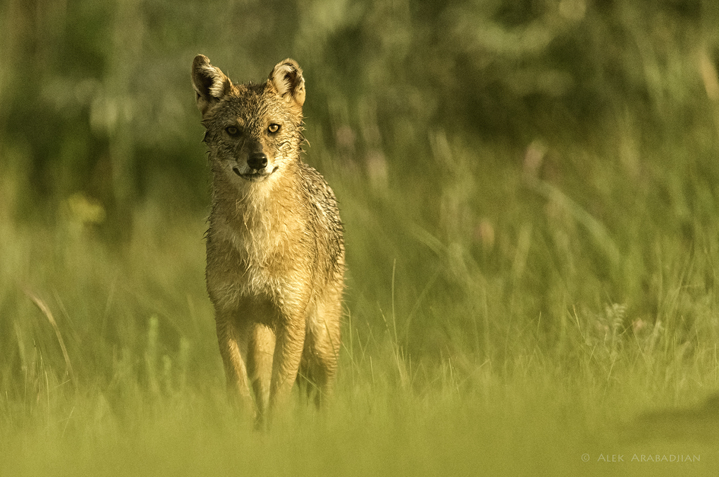 Nikon AF-S Nikkor 400mm F2.8E FL ED VR sample photo. Pure gold photography