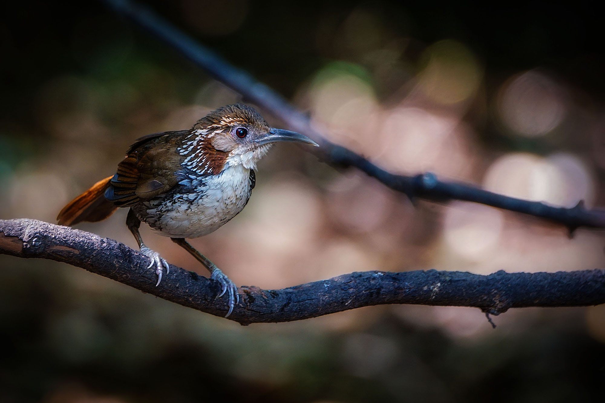 Sony ILCA-77M2 + Sony 70-400mm F4-5.6 G SSM II sample photo. Large scimitar-babbler photography