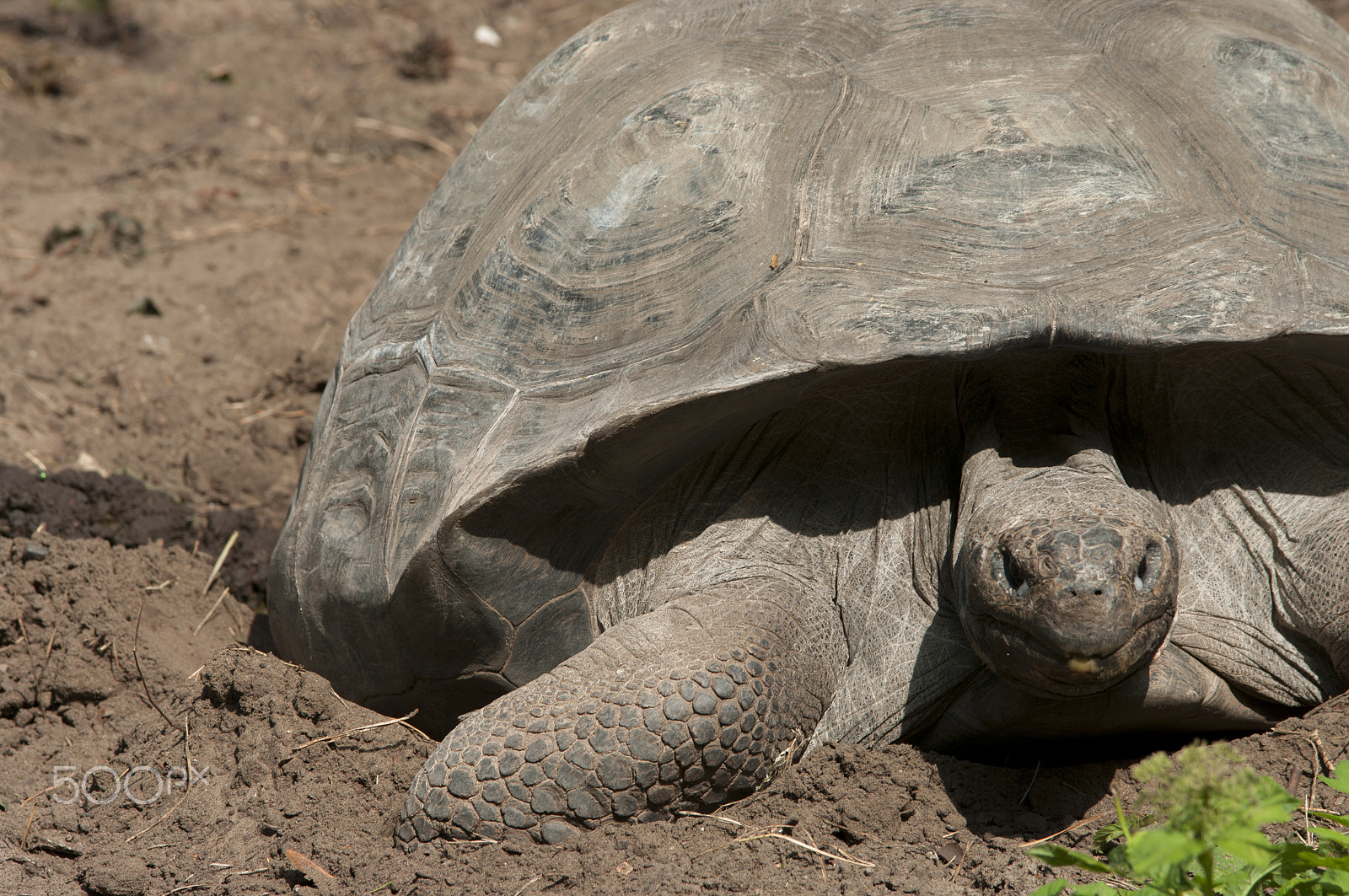 Pentax K20D sample photo. Tortoise photography