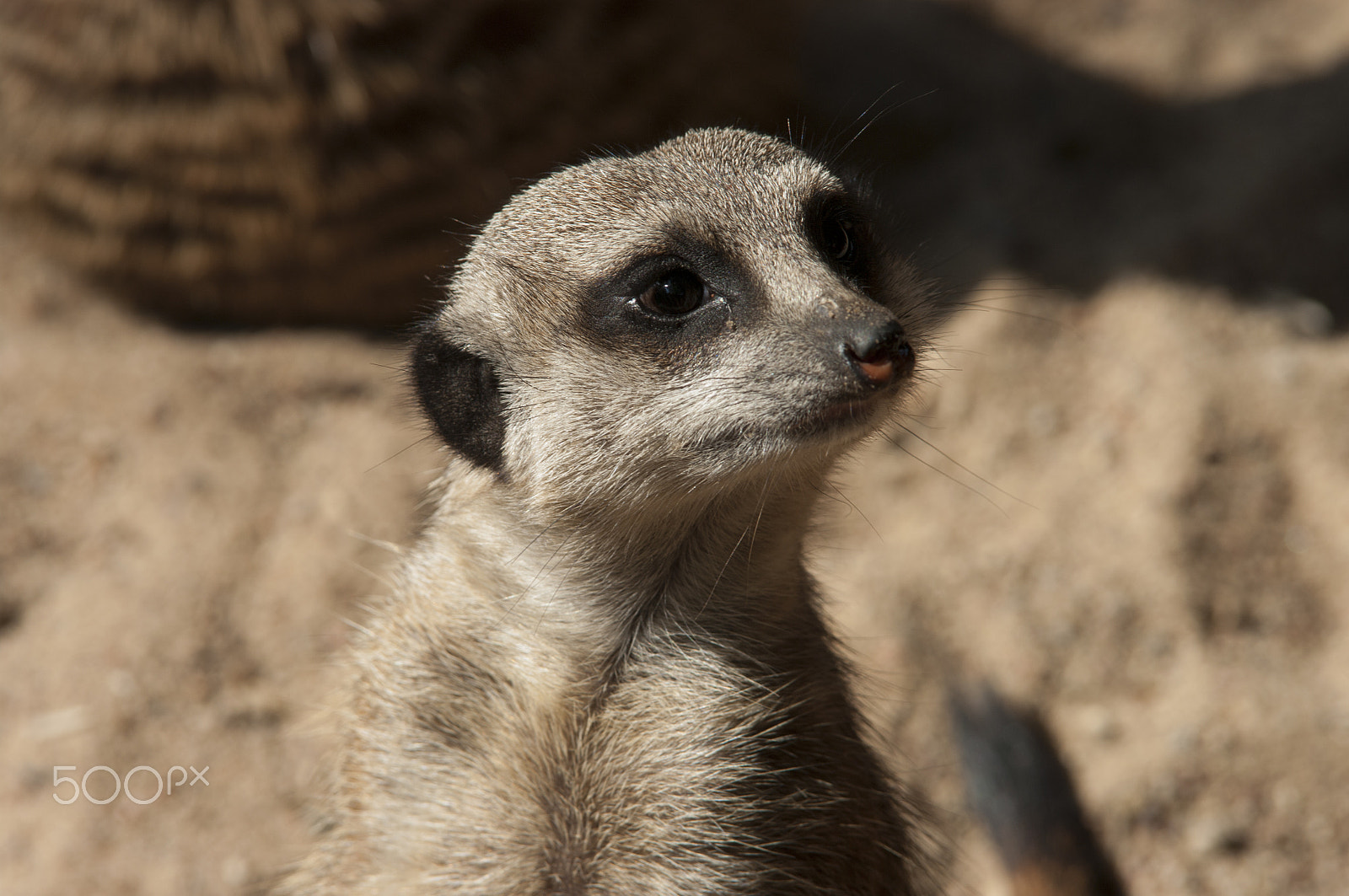 Pentax K20D sample photo. Suricata suricatta photography