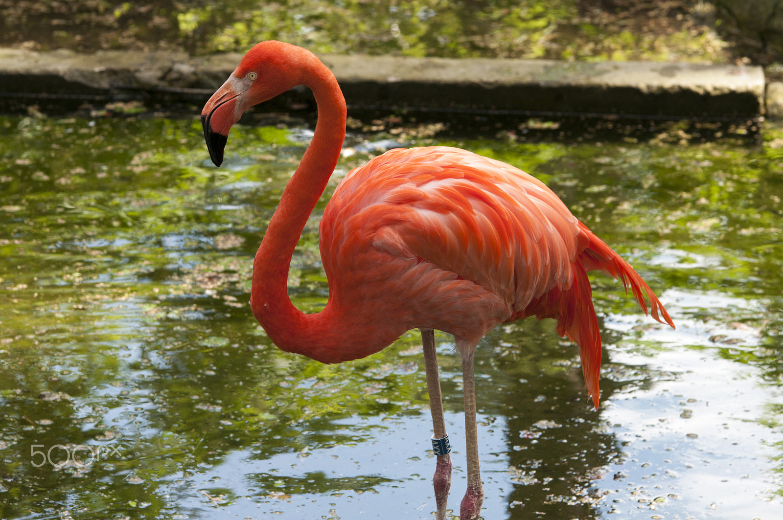 Pentax K20D sample photo. Phoenicopterus photography