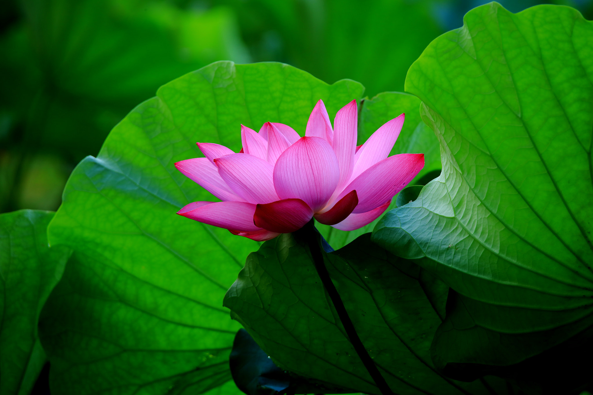 Tamron SP 150-600mm F5-6.3 Di VC USD sample photo. Lotus photography