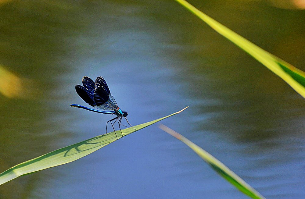 Sigma 70-300mm F4-5.6 APO Macro Super II sample photo. Dragonfly photography