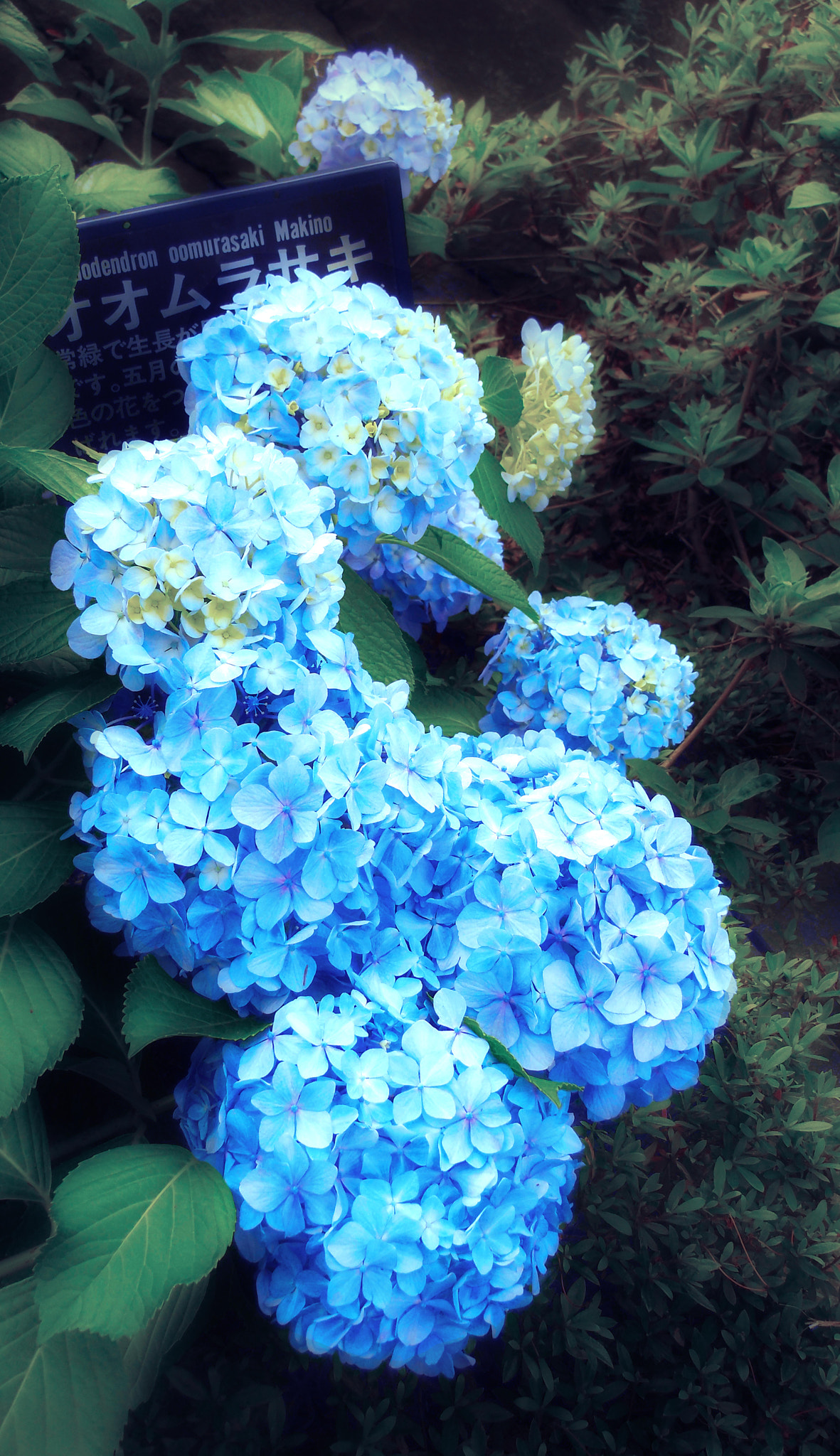 Nikon Coolpix S6400 sample photo. Cascading hydrangeas photography