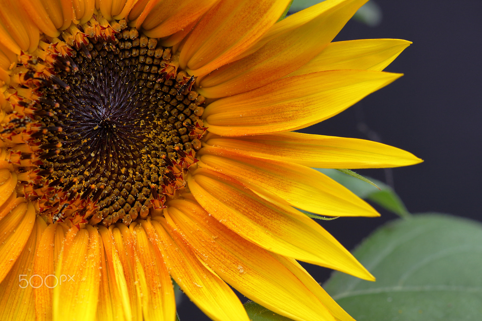 Canon EF 100mm F2.8 Macro USM sample photo. Summer photography