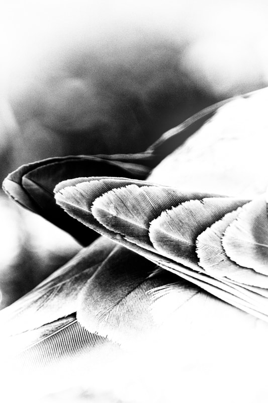 Nikon D500 sample photo. Plumage photography