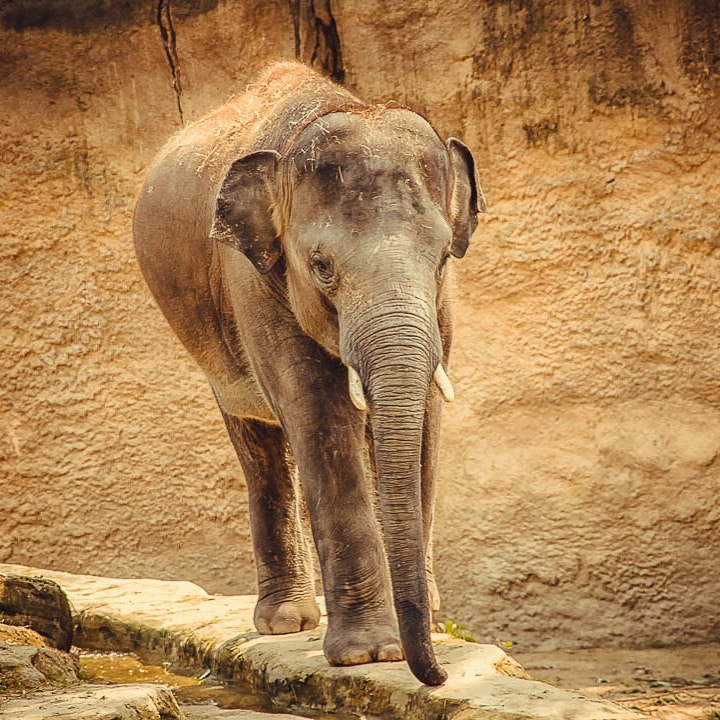 Sigma 18-200mm f/3.5-6.3 DC OS sample photo. Olifant photography