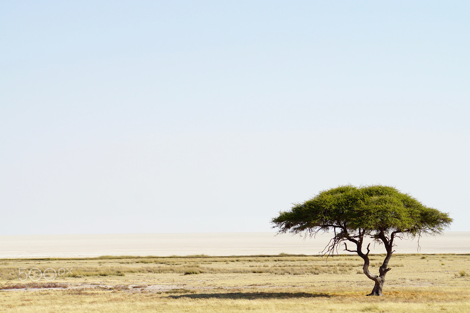 Sony a6000 + Sony E 18-200mm F3.5-6.3 sample photo. Etosha pan namibia photography