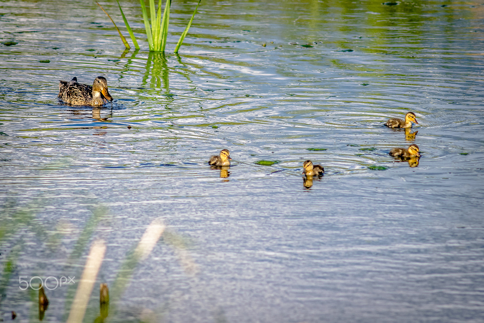 Nikon D3300 + AF Nikkor 300mm f/4 IF-ED sample photo. Watching the kids photography