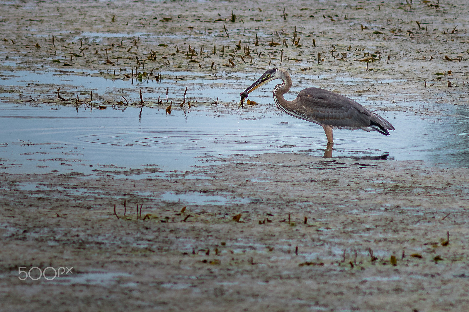 Nikon D3300 + AF Nikkor 300mm f/4 IF-ED sample photo. Catch of the day photography