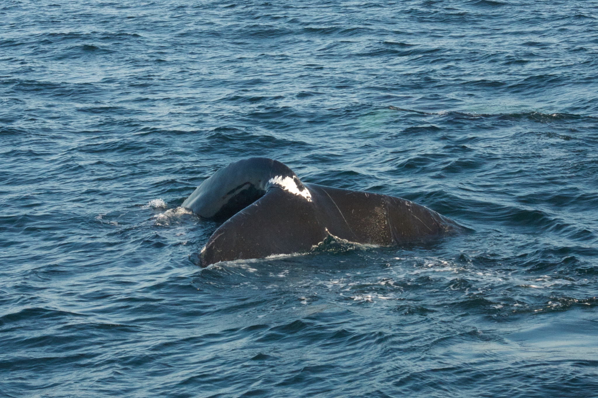 Canon EF 35-135mm f/4-5.6 USM sample photo. Whale tails photography