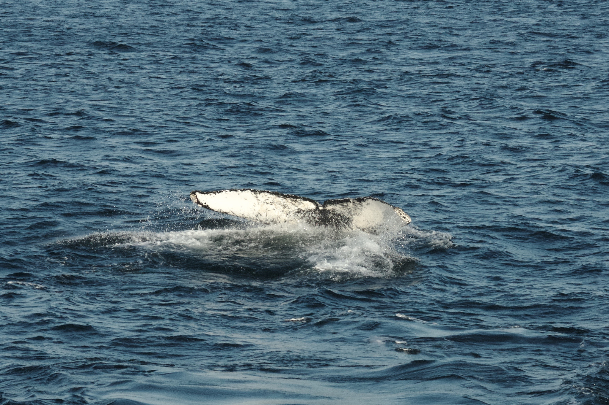 Canon EF 35-135mm f/4-5.6 USM sample photo. Whale tails photography