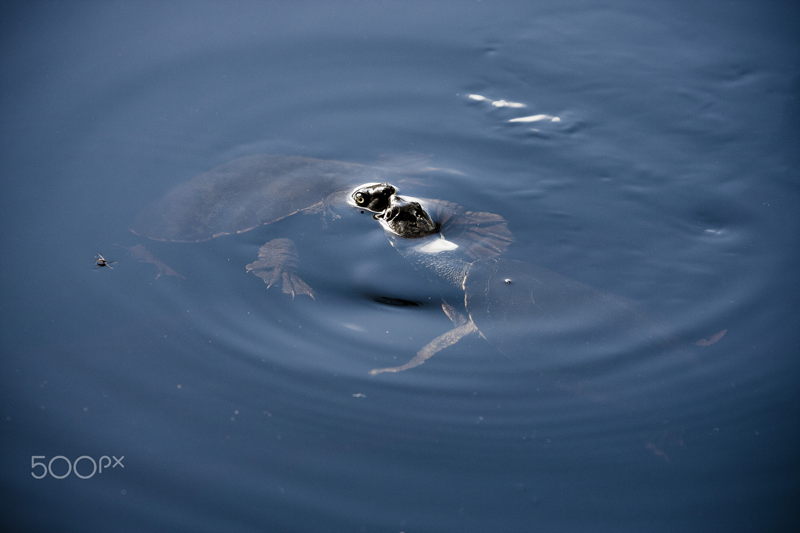 Canon EF 70-200mm F2.8L USM sample photo. Turtle love photography