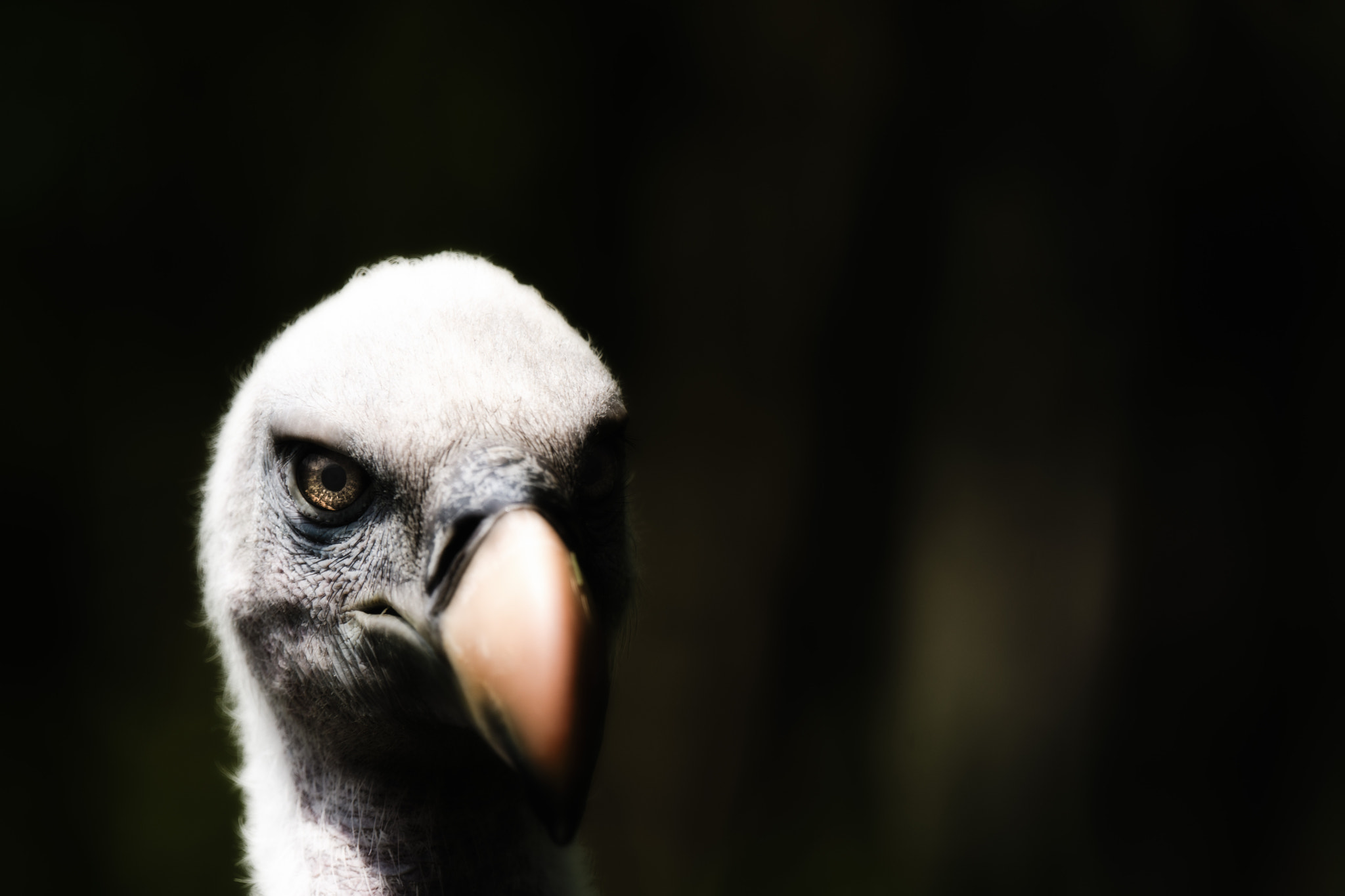Sony 70-400mm F4-5.6 G SSM II sample photo. Dark and evil photography