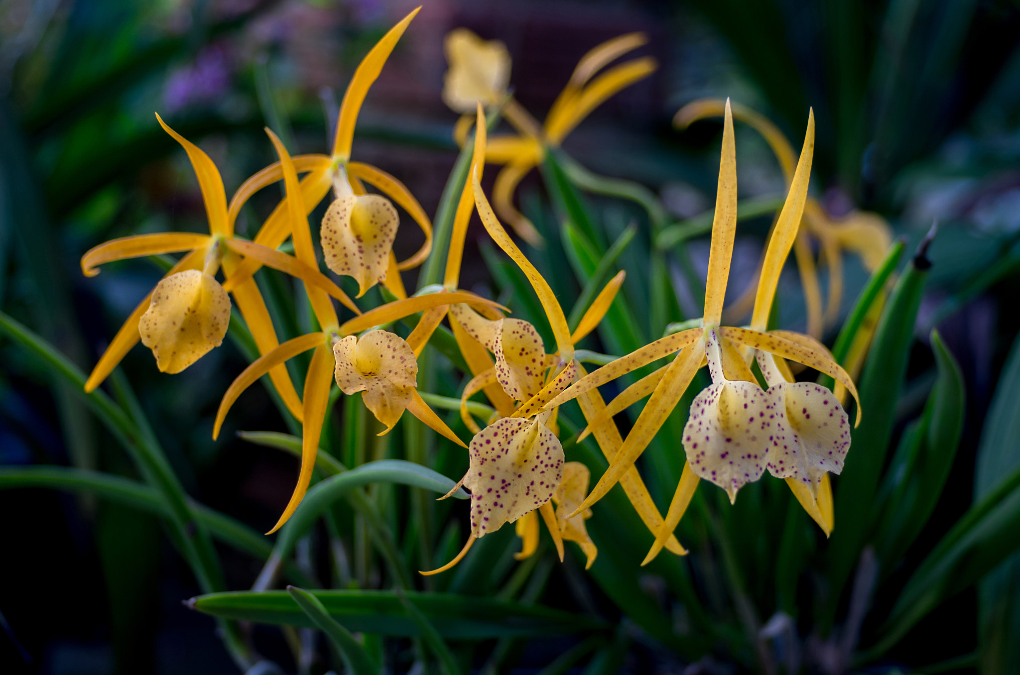 Pentax K-01 + Pentax smc DA 40mm F2.8 XS Lens sample photo. Orchid photography