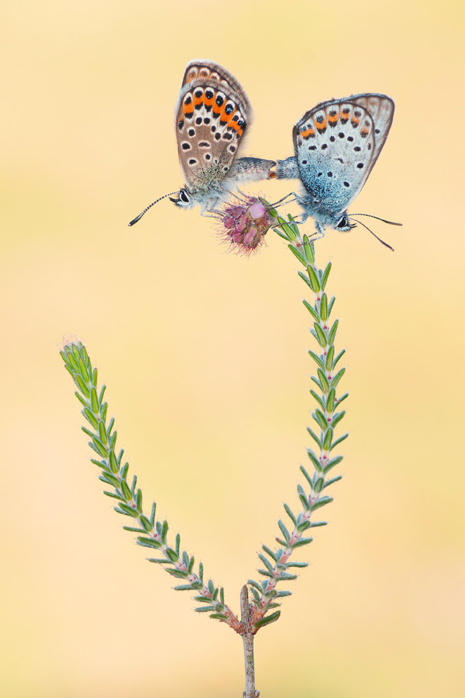 Sony Alpha DSLR-A700 + Tamron SP AF 90mm F2.8 Di Macro sample photo. Love on top! photography